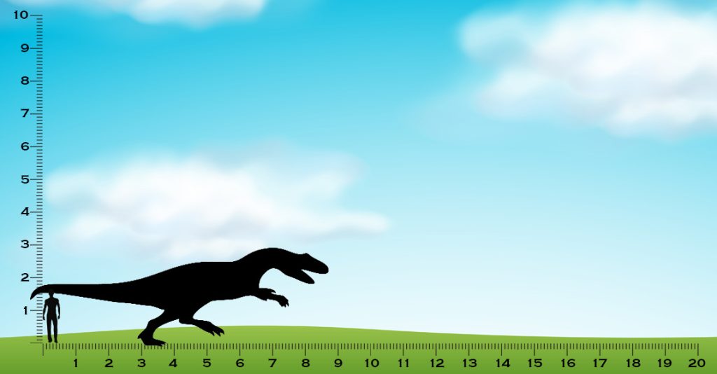 height of allosaurus