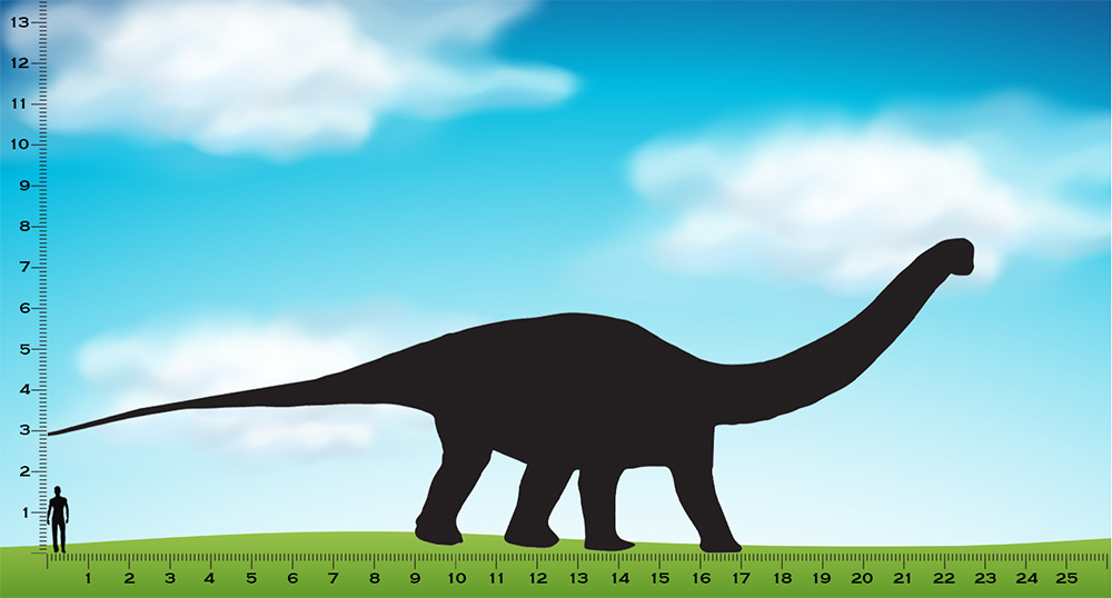 size of apatosaurus